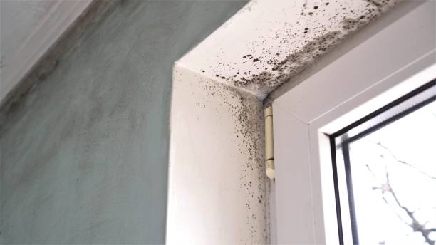 Best Mold Documentation for Insurance Claims  in Hermiston, OR