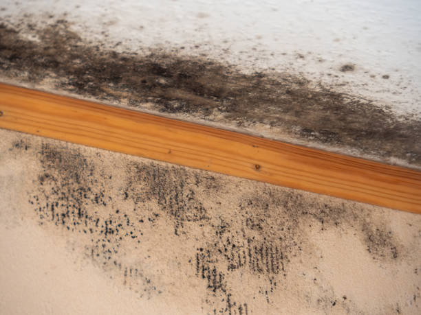 Best Mold-Related Health Consultation  in Hermiston, OR