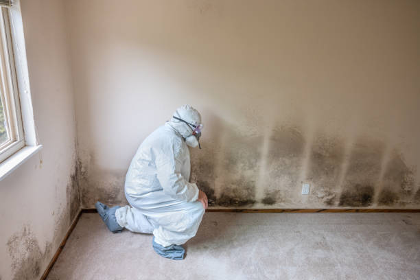 Mold Odor Removal Services in Hermiston, OR