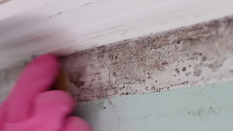 Hermiston, OR Mold Removal Company